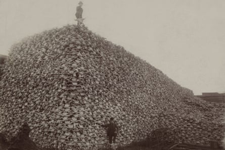 After Gen William Tecumseh Sherman recommended slaughtering buffalo to deny Native Americans a food supply, the number of buffalo killings soared. Here, buffalo skulls are piled up at a glueworks in Rougeville, Michigan, in 1892.
