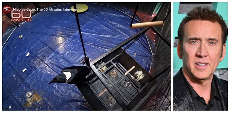 Nicolas Cage's African crow Hoogan has his own 'crow dome'. Photos: 60 Minutes / YouTube, AFP