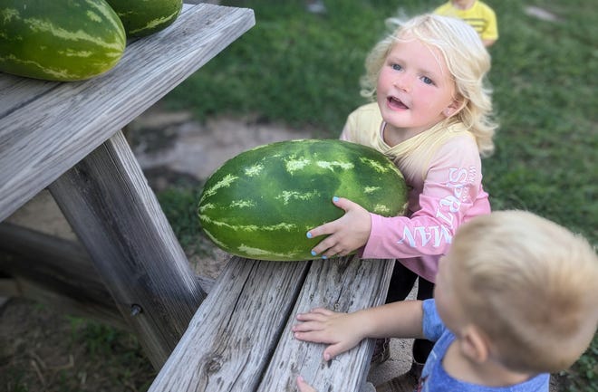 Gentry Serviss, 3, and Miles Serviss, 2, pick out the best watermelon.