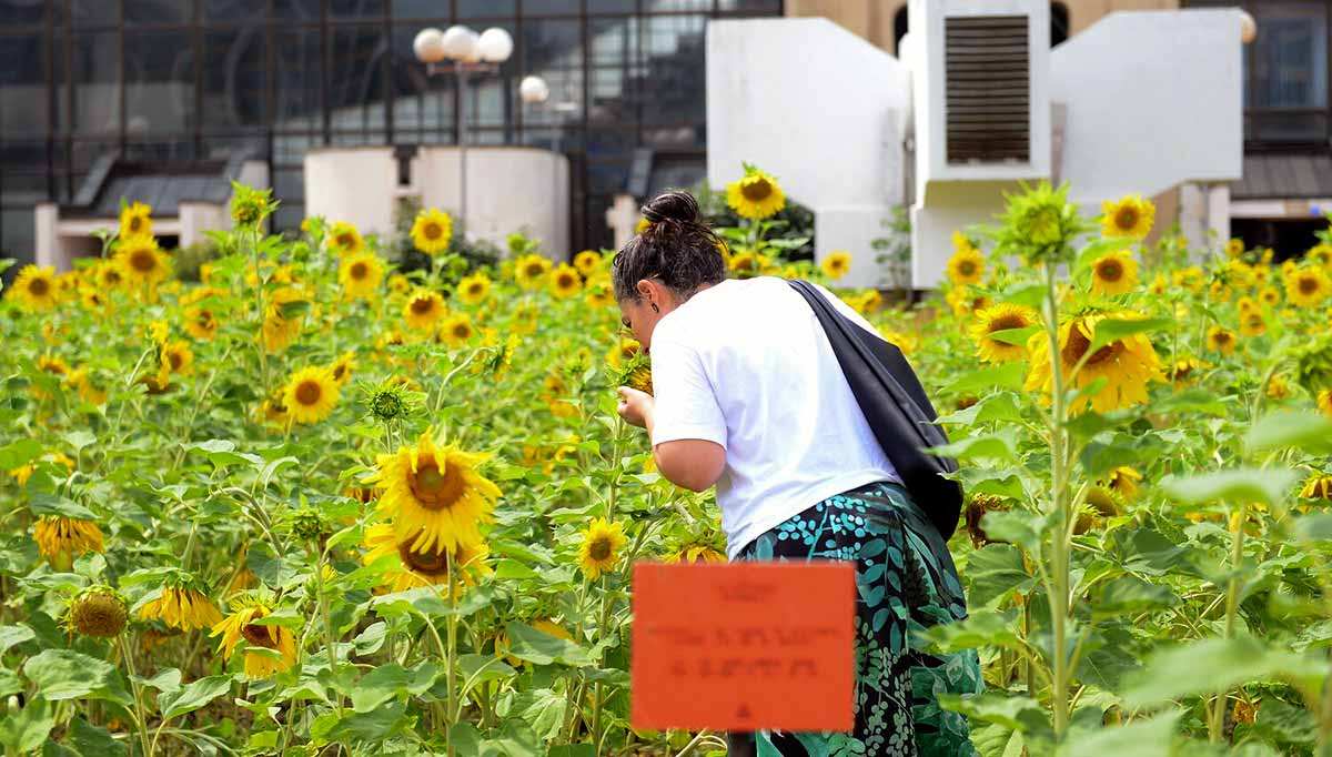 public art agnes denes sunflower fields