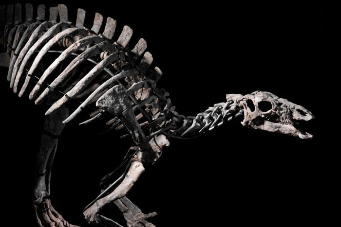 A skeleton of a dinosaur against a black background