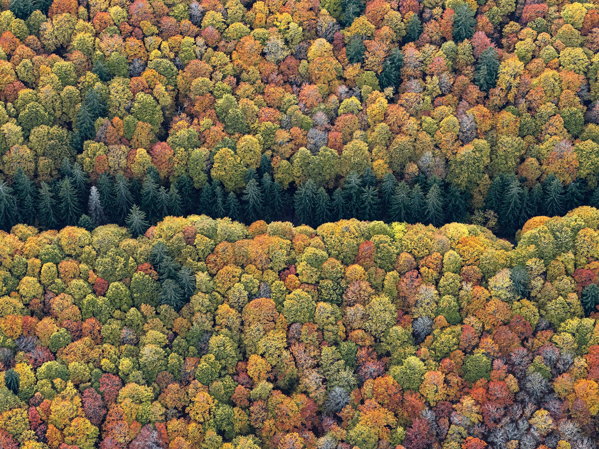 an aerial view of an autumn forest
