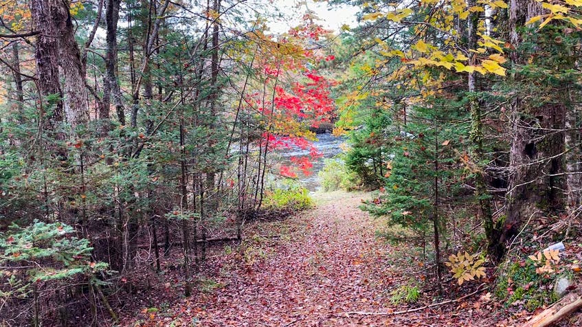 A path leads to the Clyde River on the woodland owned by Sag Harbour, New York real estate broker Simon Harrison. Facebook - Kathy Johnson